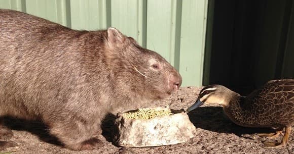 Up-Close with Winnie: Memorable Wombat Encounters in Pinjarra, Western Australia