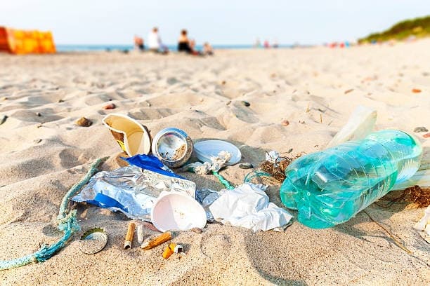Dania Beach Clean-Up Paddle: Volunteer Mangrove and Beach Conservation