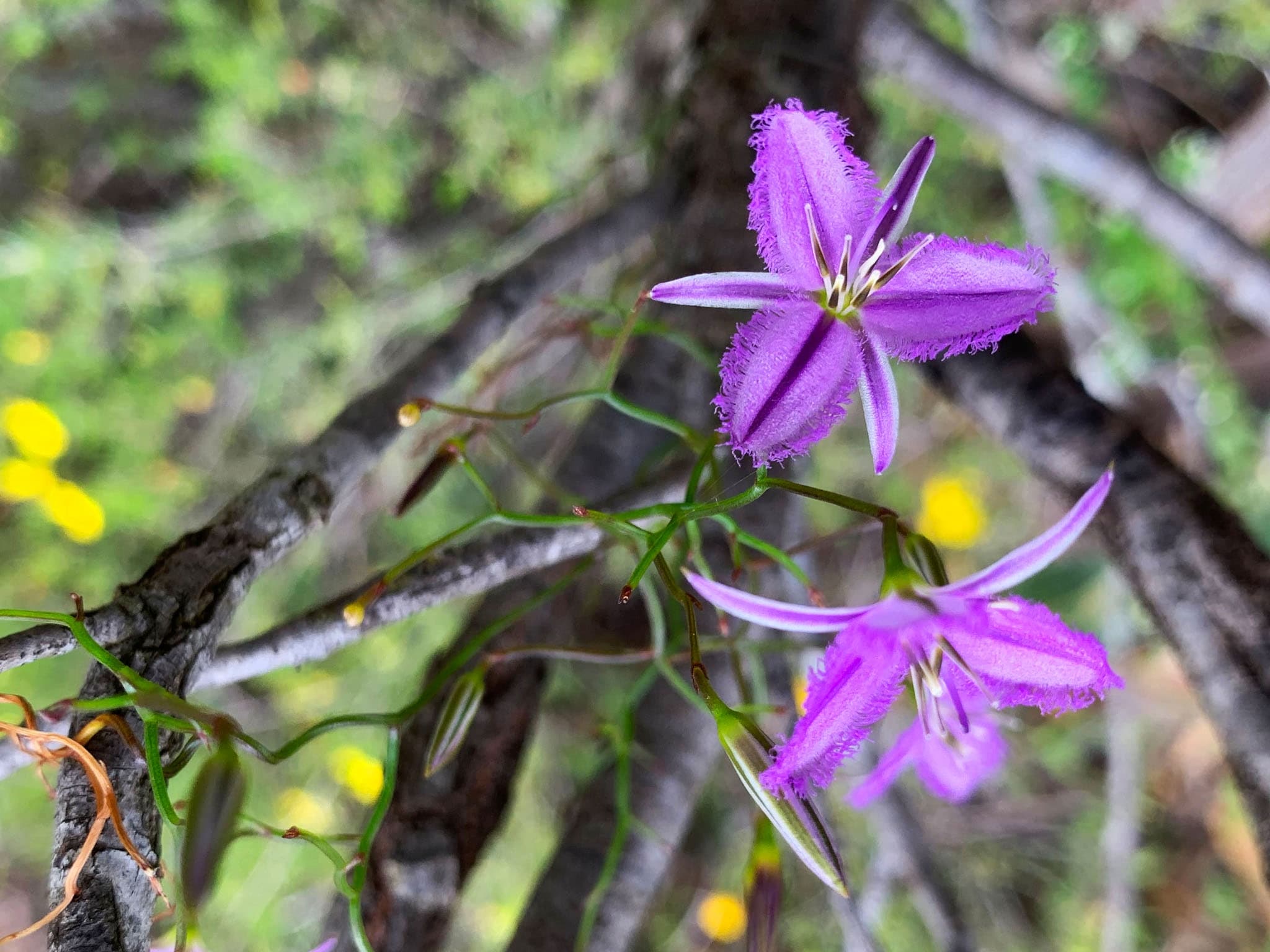 Perth Wildflower Drives and Walks: Private Day Tours in the Perth Hills photo 3