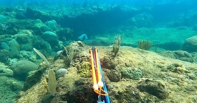 Underwater reef shot from speargun perspective in tropics