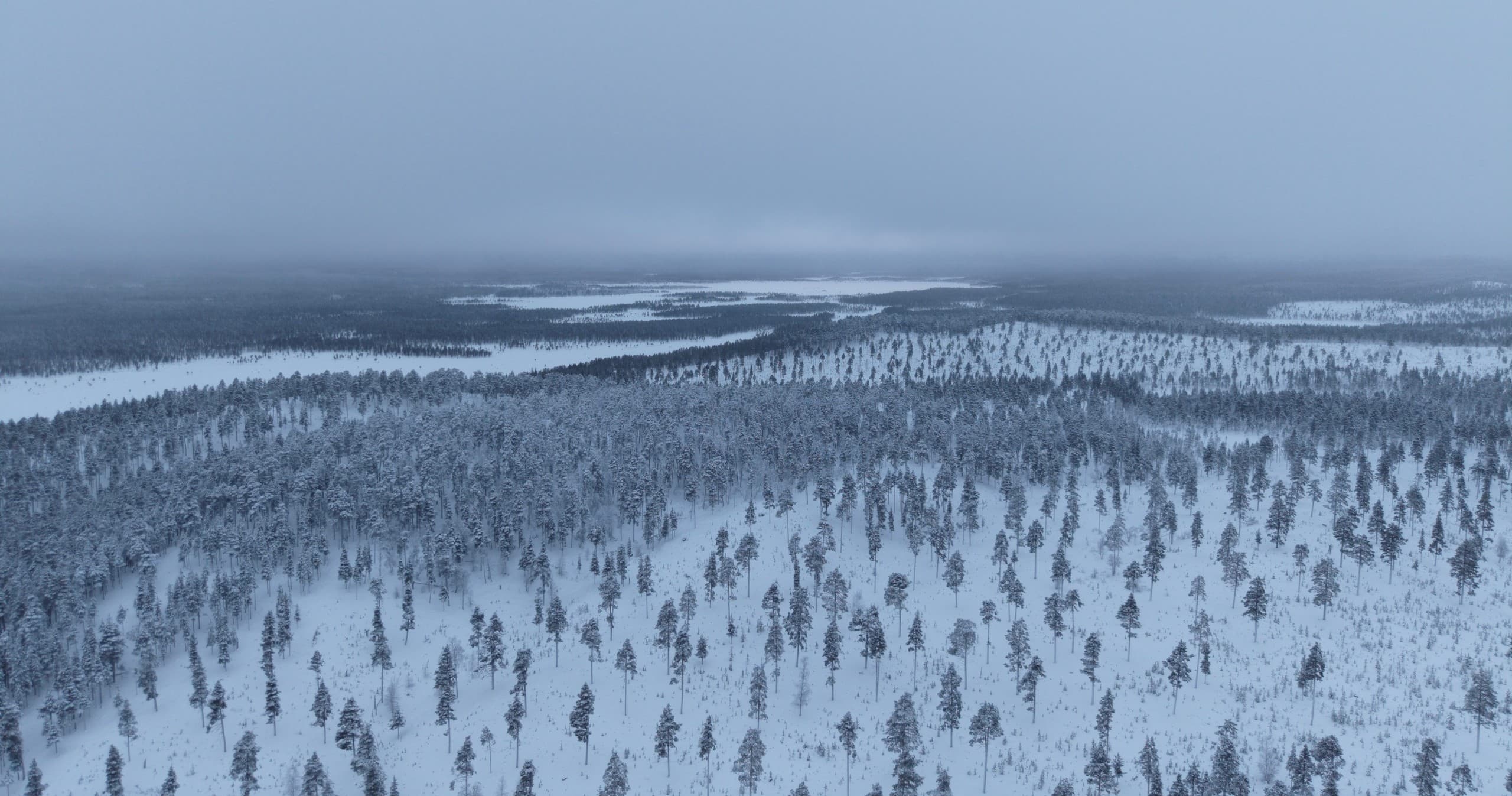 Arctic Moose Safari: Small-Group Wildlife Watching near Inari, Finland photo 4