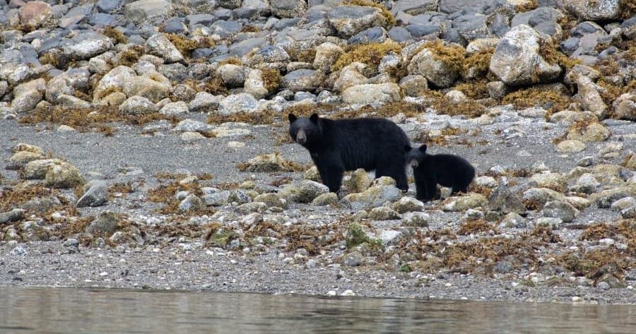 Barkley Sound Bear Watching from Ucluelet: Semi-Covered Vessel Tours