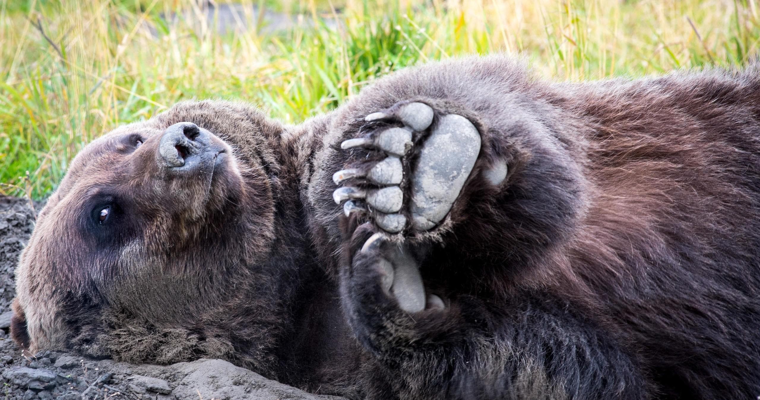 Turnagain Arm Tours by Planet Earth Adventures in Anchorage