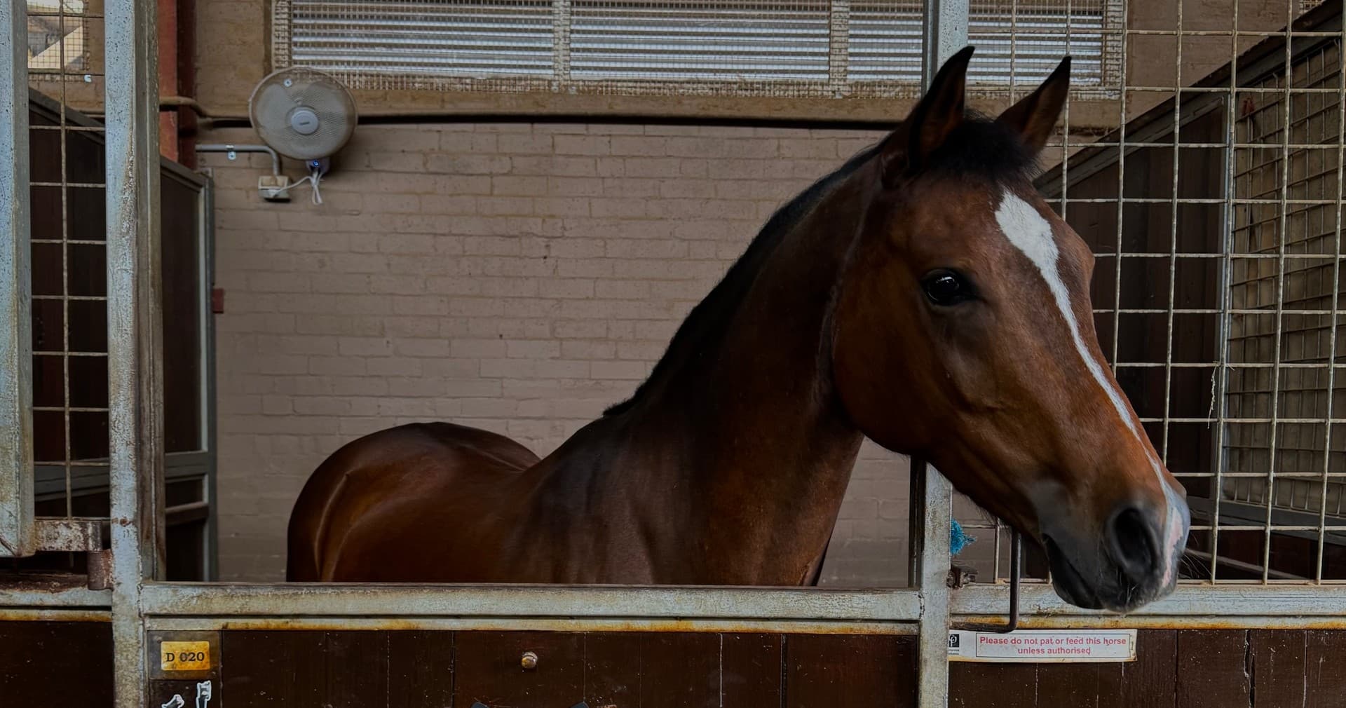 Junior Stable Day at Papillon Riding Stables in Moore Park