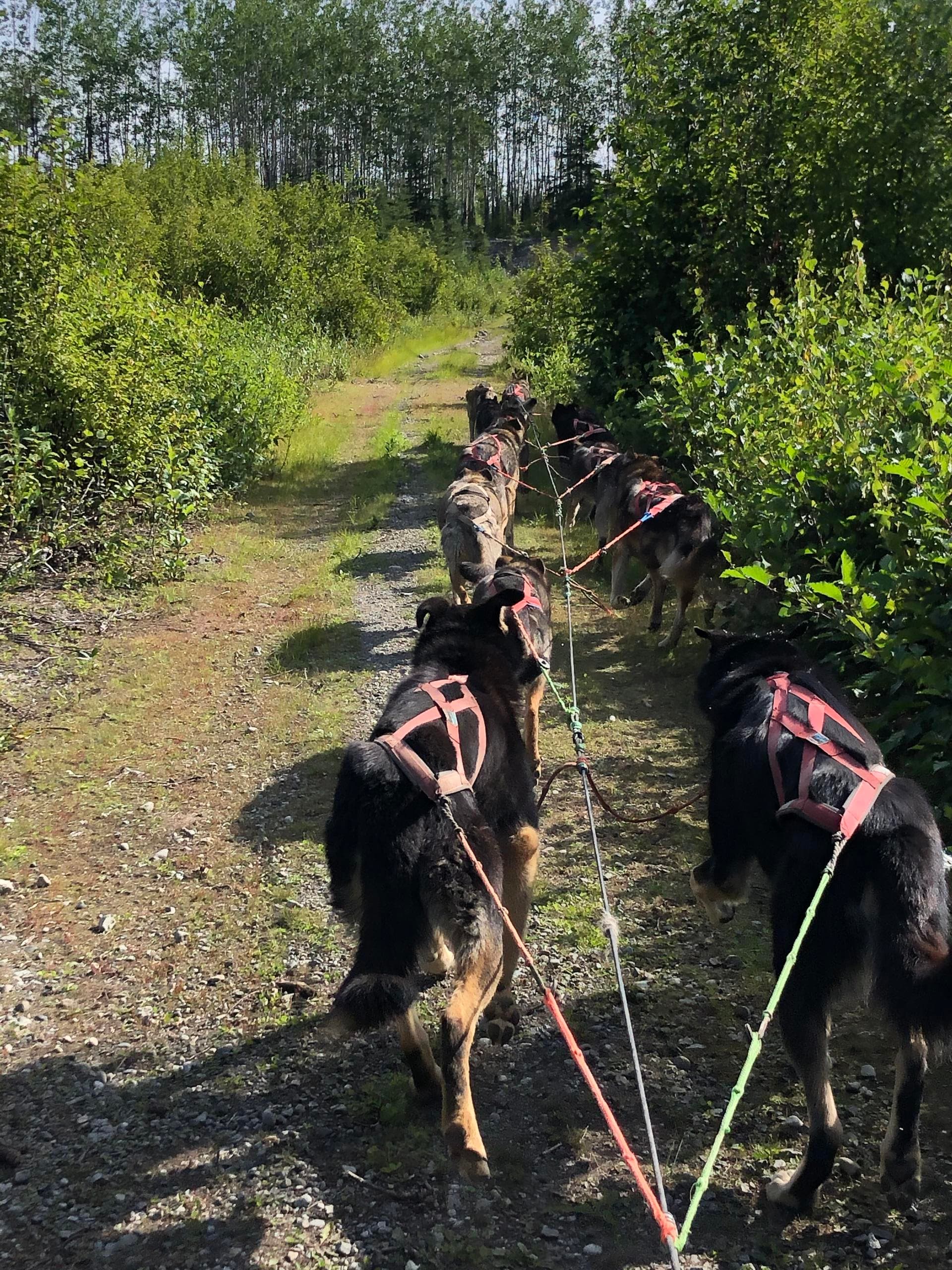 Mushing dogs pulling sled on wooded summer trail training run