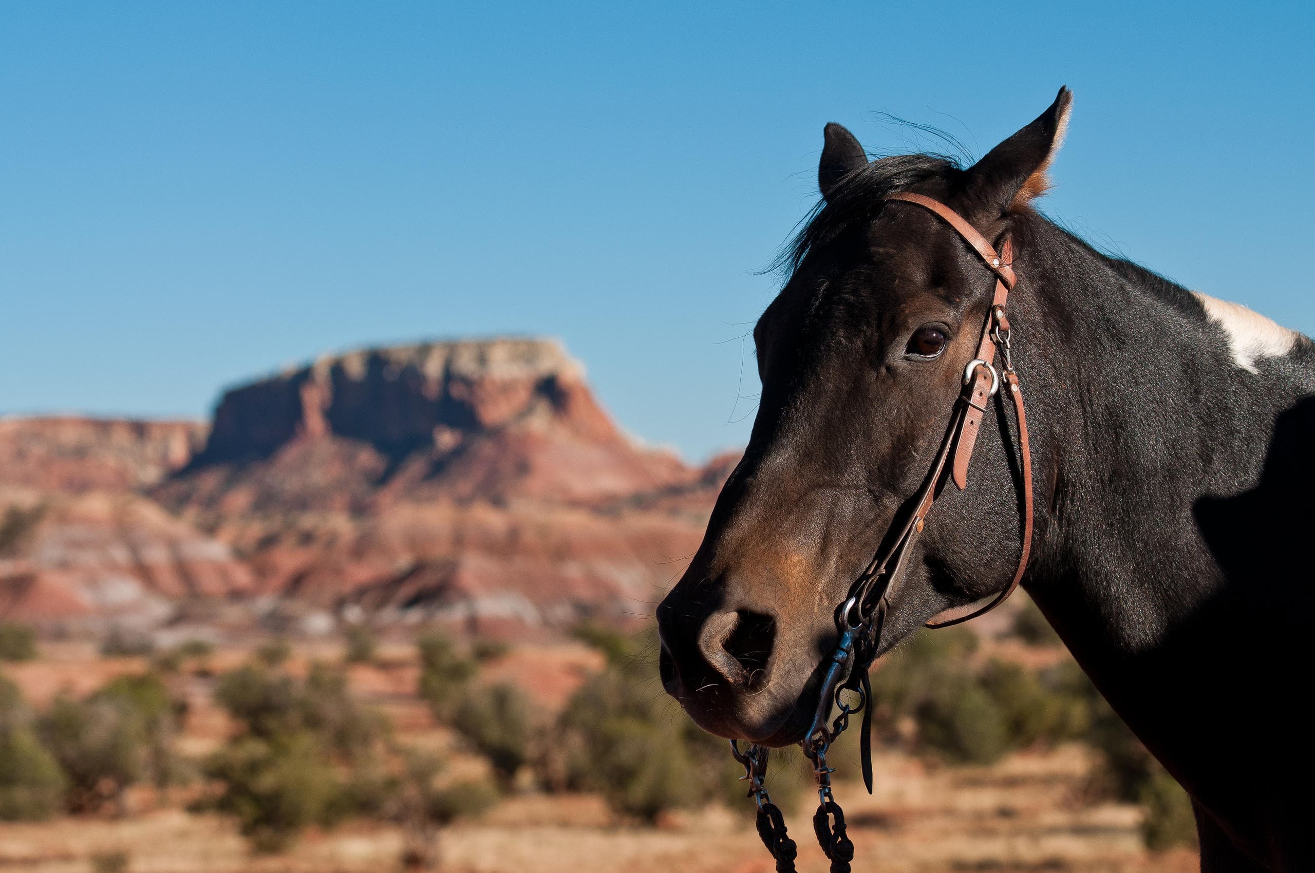 O’Keeffe Landscape Trail Ride in Abiquiu, New Mexico