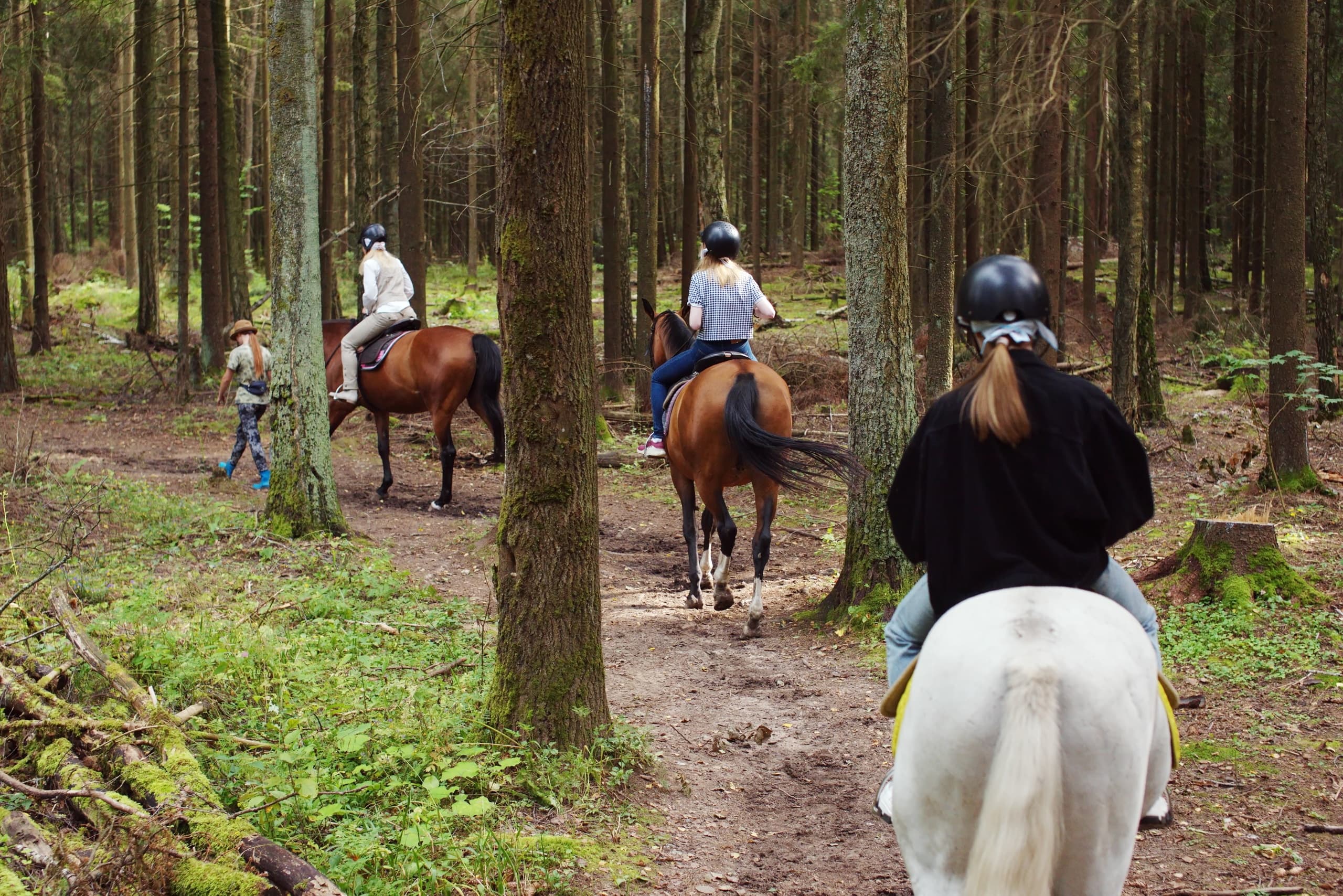 1-hr Guided Horseback Ride in Rothbury, Michigan