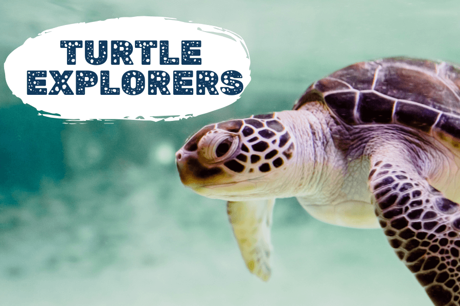 Turtle Explorers at Dolphin Discovery Centre: Hands-On Sea Turtle Program for Kids in Bunbury