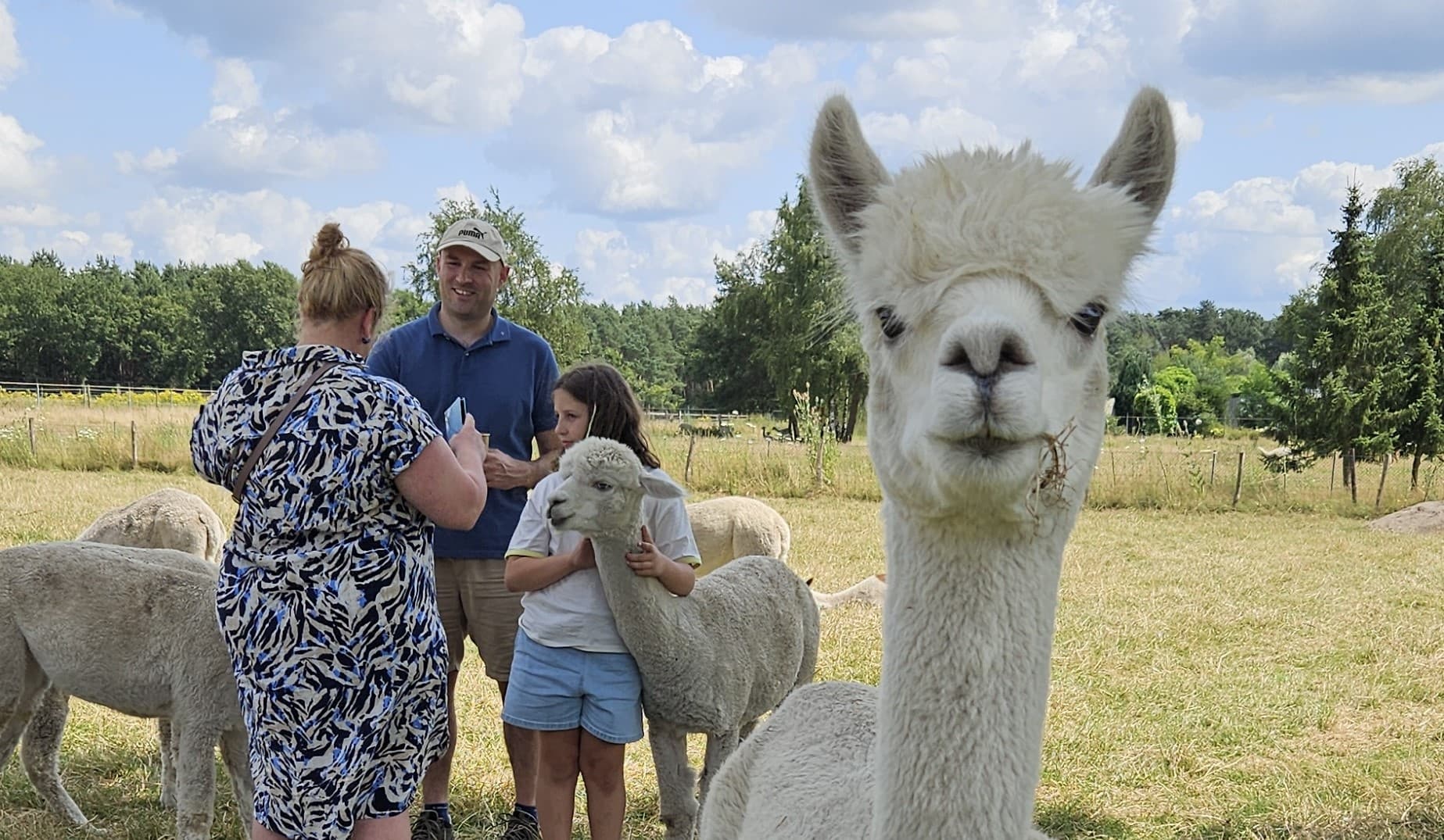 Close-up alpaca portrait in pasture, outdoor meet-and-greet