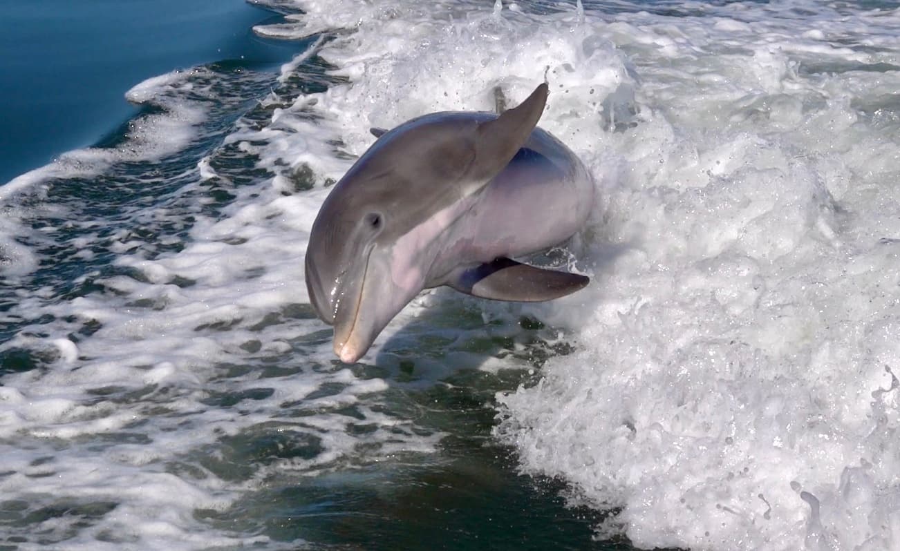 Passage Key Dolphin Tours fleet