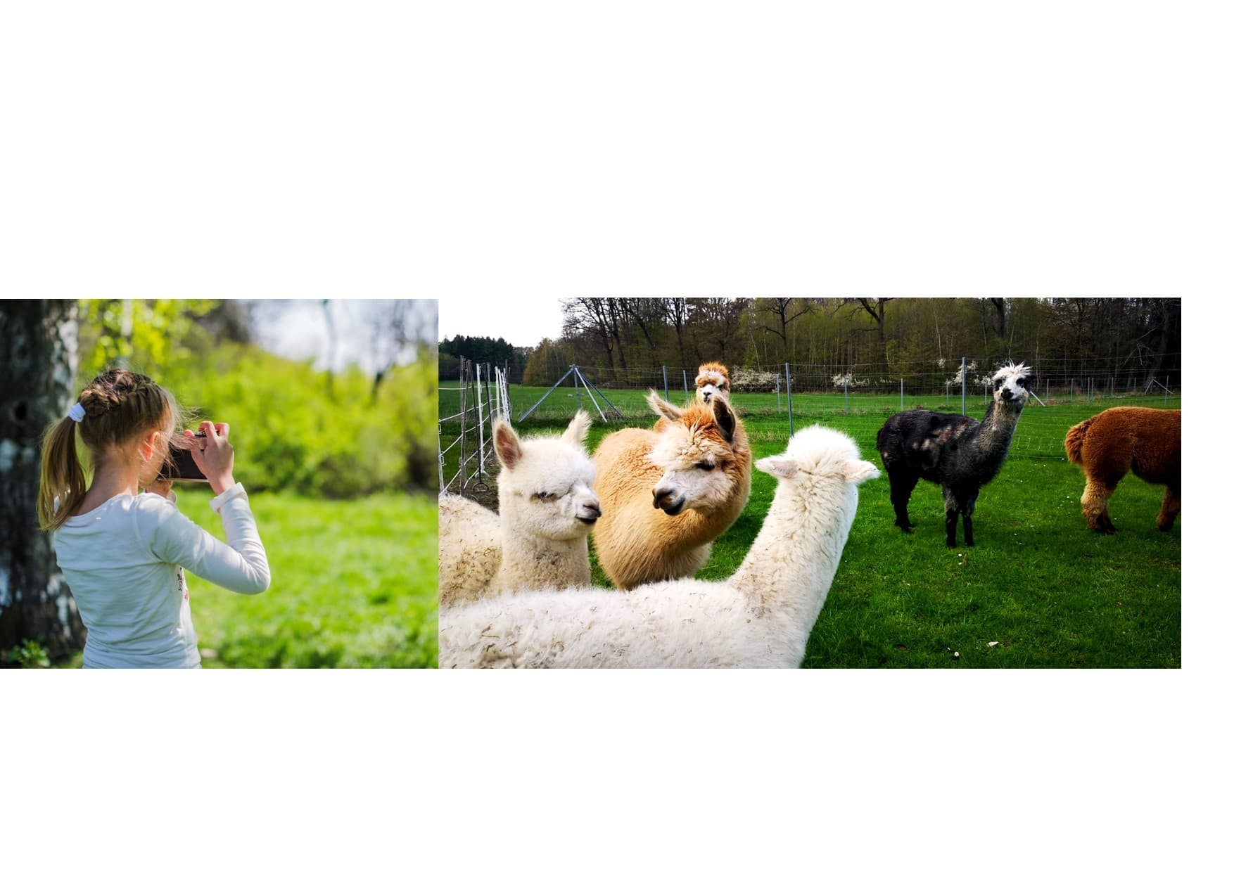 Child photographing alpacas in green meadow pasture