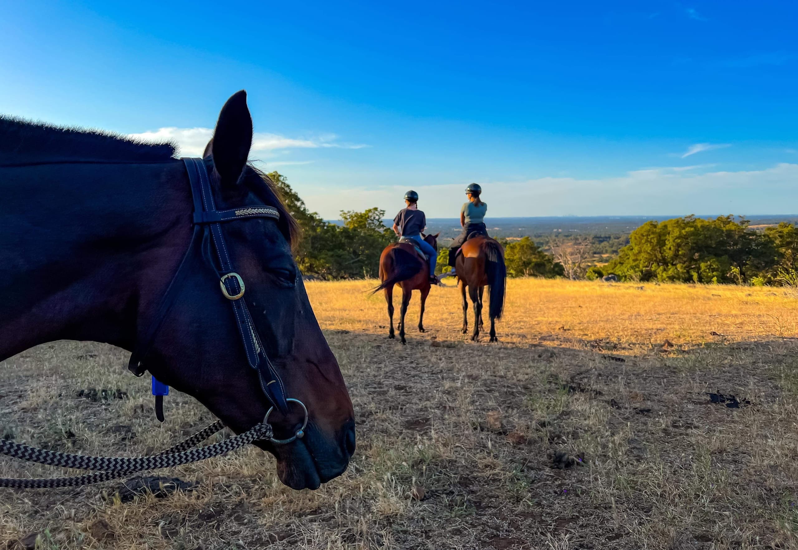 Private Two-Hour Horse Ride Through Jarrahdale’s Jarrah Hills | Perth Views & Wildlife photo 4