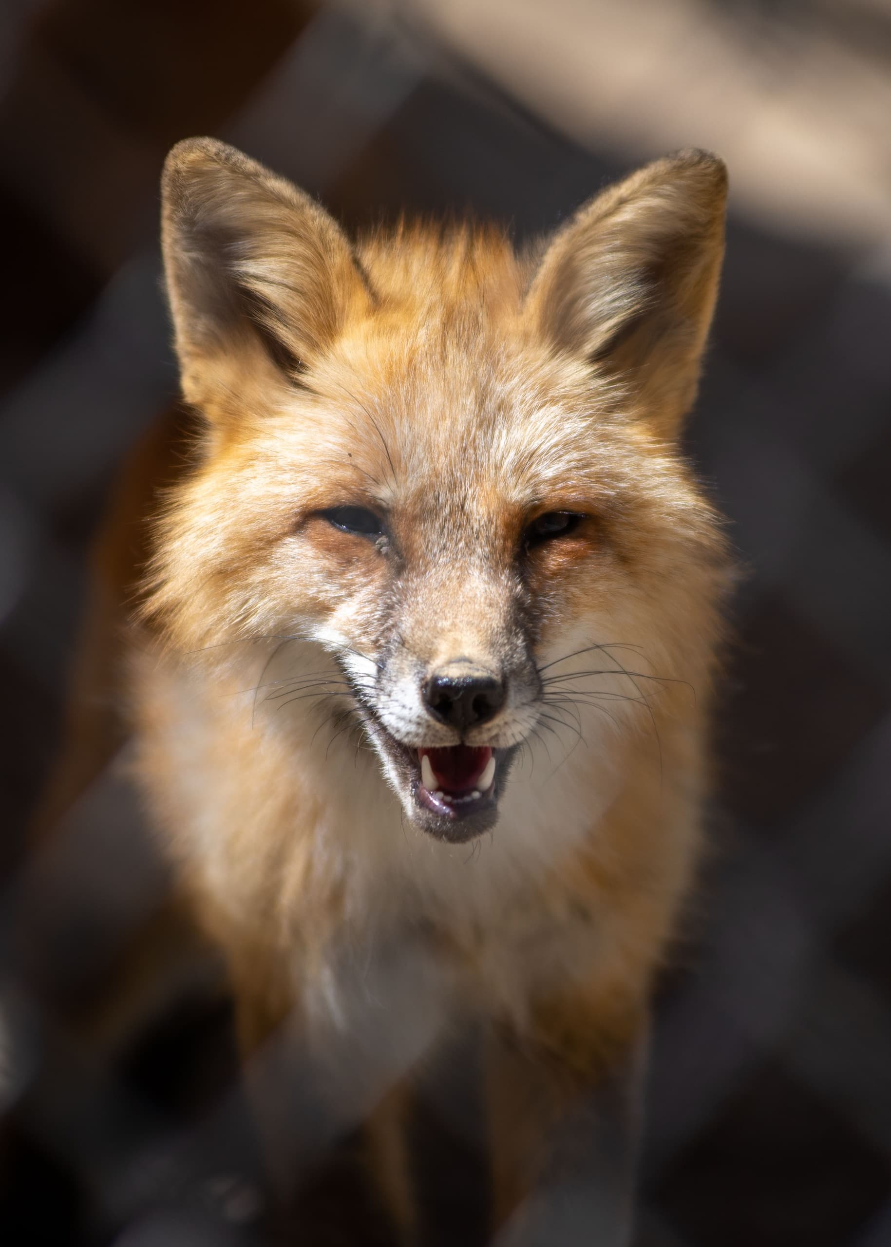 Fox Educational Experience in Santa Ysabel, California
