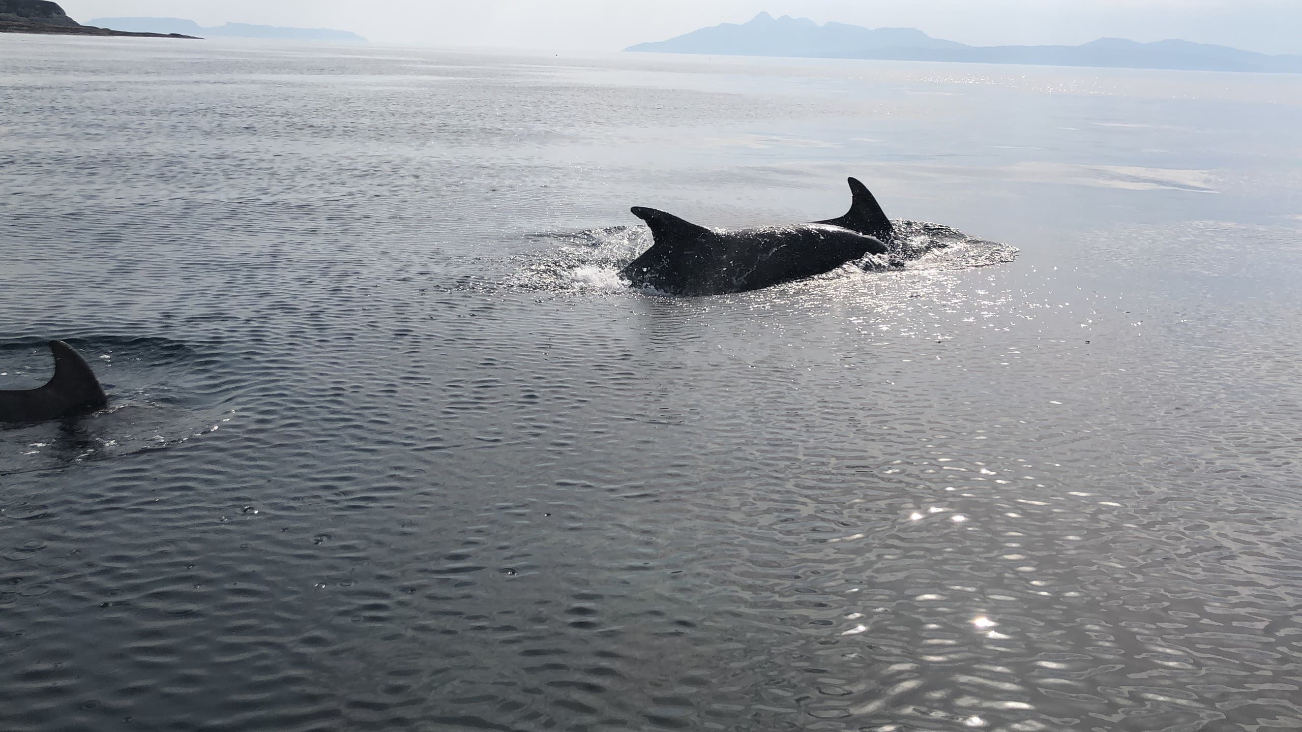 Isle of Canna Tour from Elgol: Puffins, Whales & Sandy Beaches photo 3