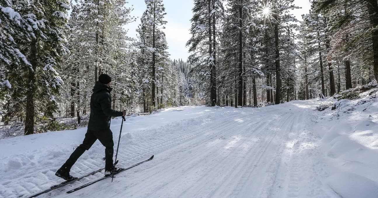 Cross-country skier gliding through snow-covered pine woods