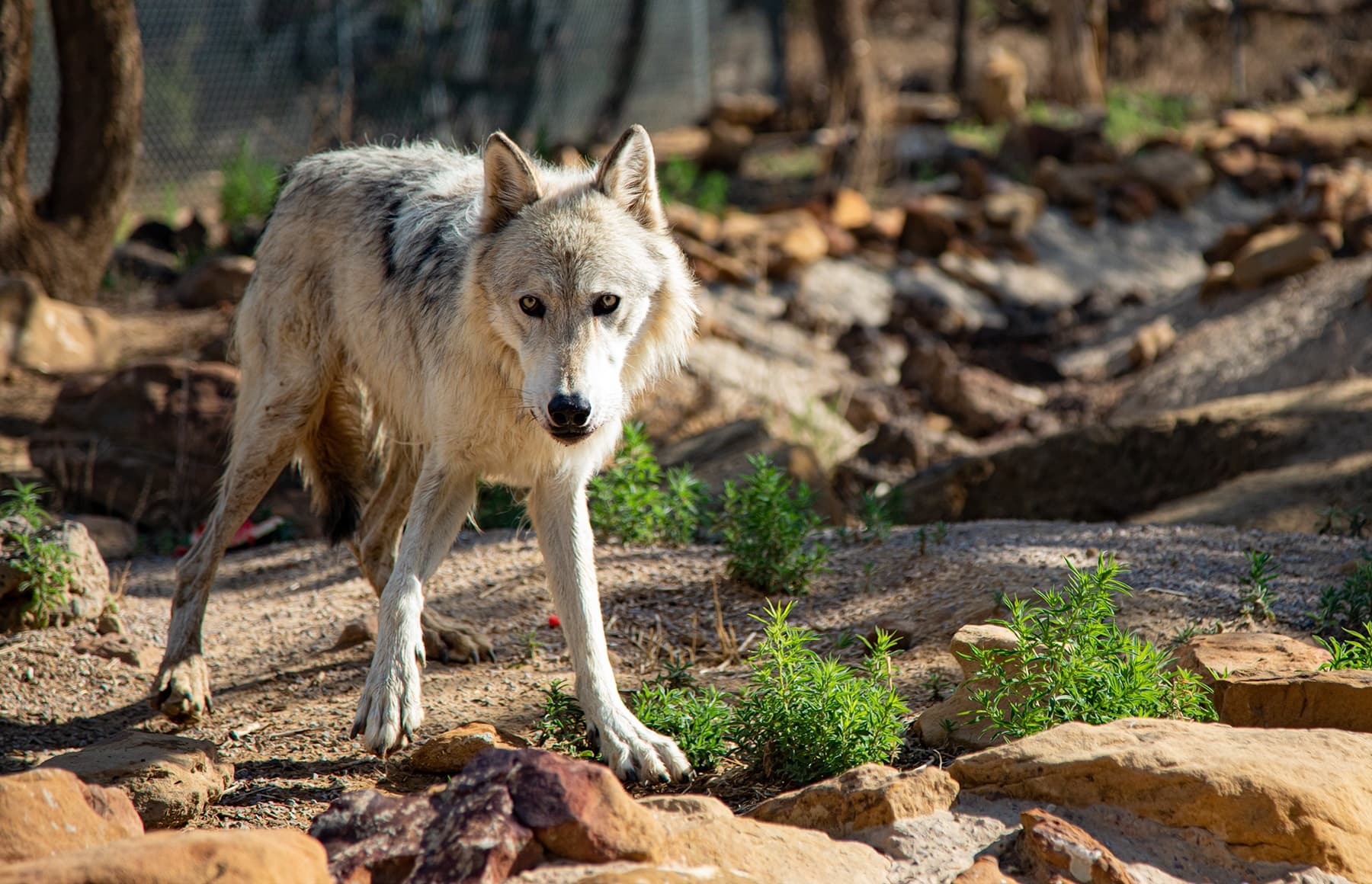 Wild Spirit Wolf Sanctuary team