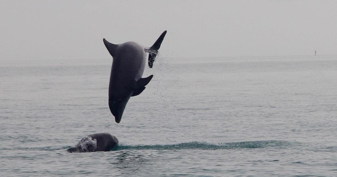 Dolphin Watching Tour