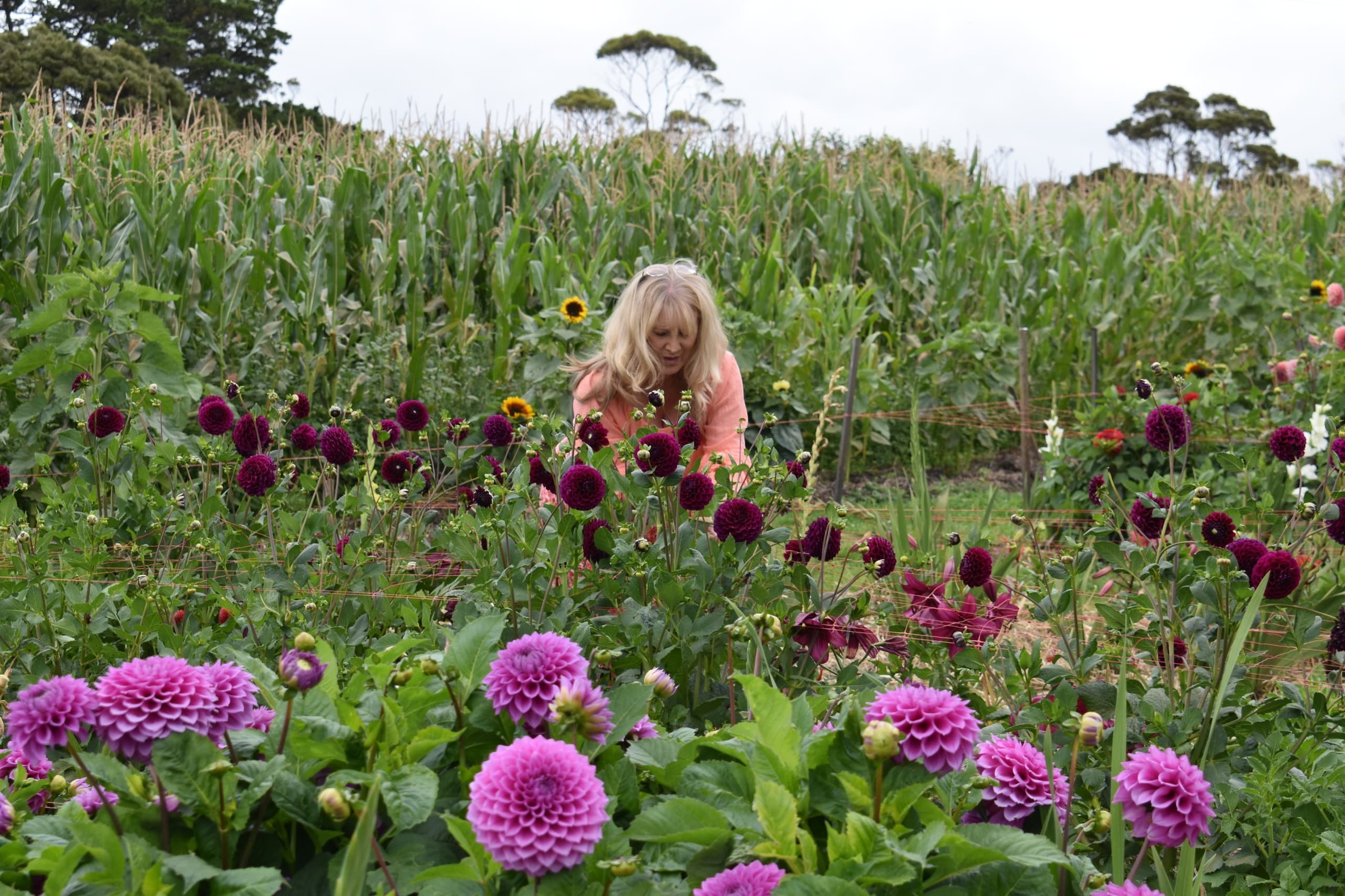Pick Your Own Dahlias at The Patch: Saturday Flower Picking in Table Cape, Tasmania photo 1