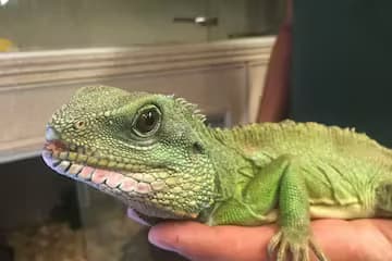 Wildlife & Nature Adventure at Animal Adventures Hubbardston