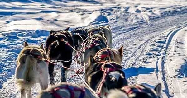 Sled dogs pulling team across snowy trail in Arctic wilderness