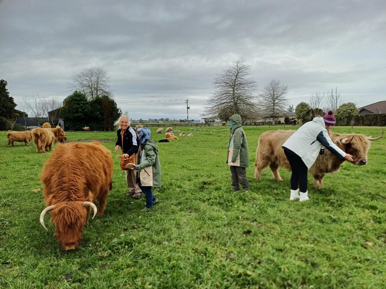 Hands-On Farm Tour at Ralph Ranch: Meet Highland Cows & Valais Blacknose Sheep Near Hamilton