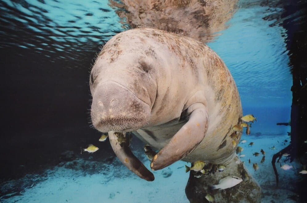 Dolphin & Manatee Island Beach Tour with Mangrove Explorers in Naples
