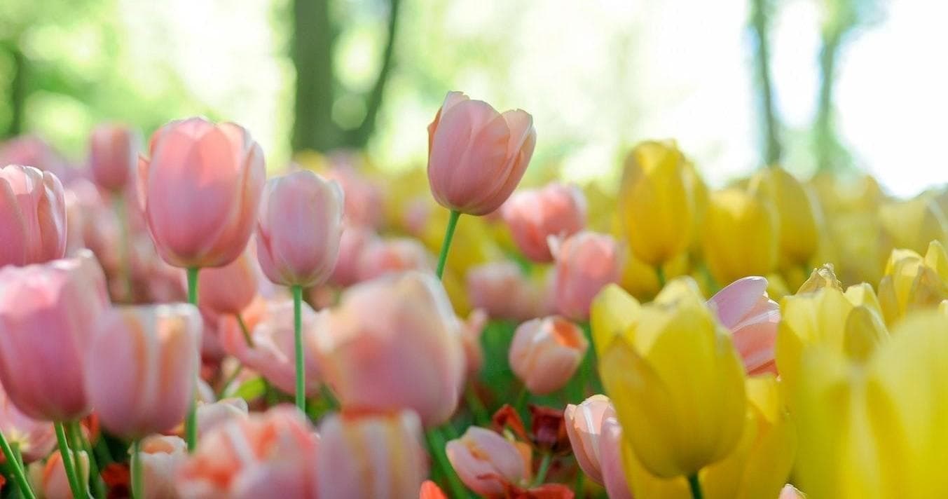 Private Day Trip to Keukenhof Gardens with Camaleon Tours