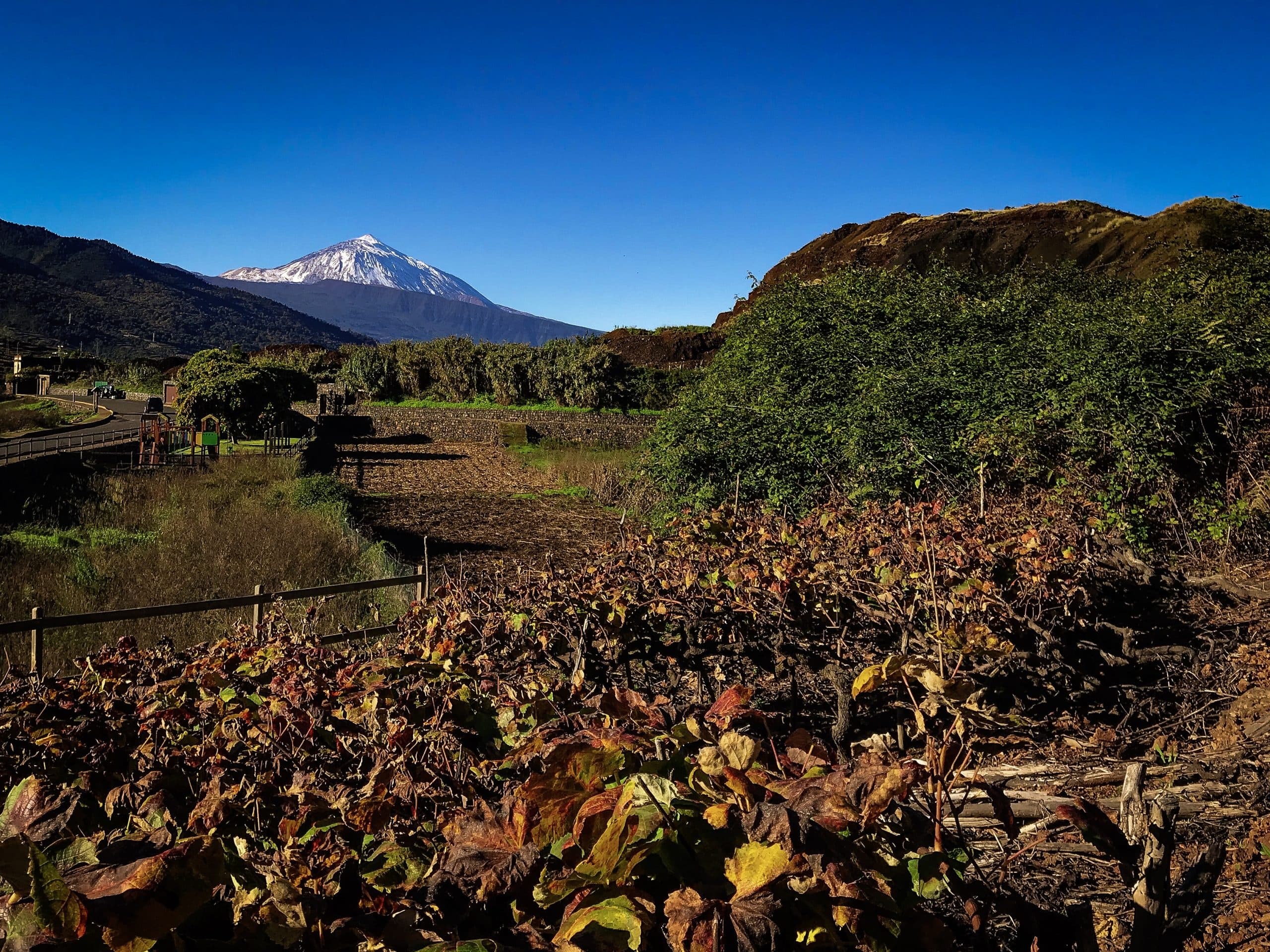 Canarian Wine & Culinary Journey with FEEL TENERIFE