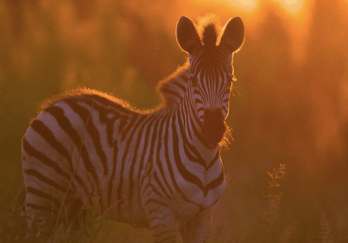 Sunset Safari Tour | Wildlife in Lakeland, Florida
