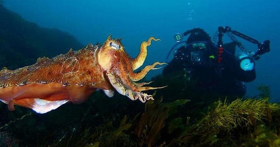 Water Activities & Whyalla Dive: Underwater Adventure in Australia