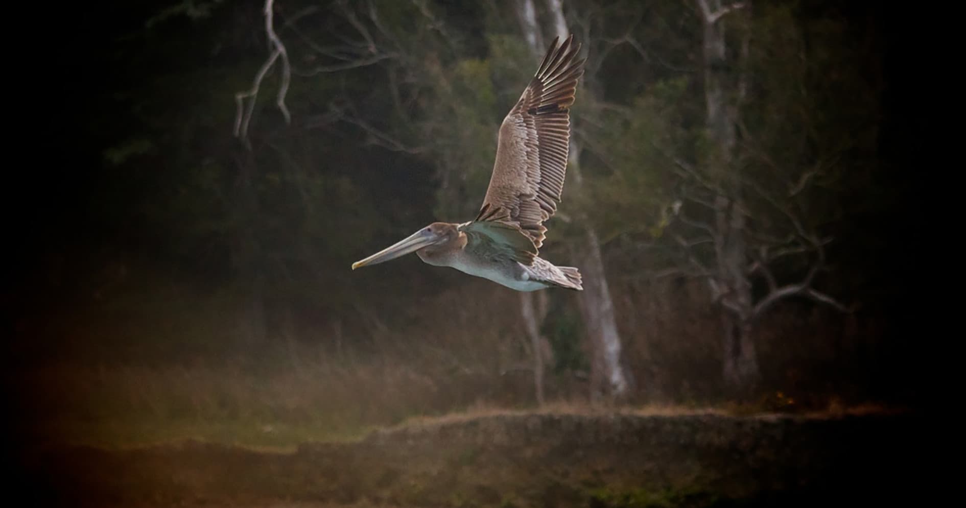 Brown pelican in flight over coastal marsh habitat at golden hour