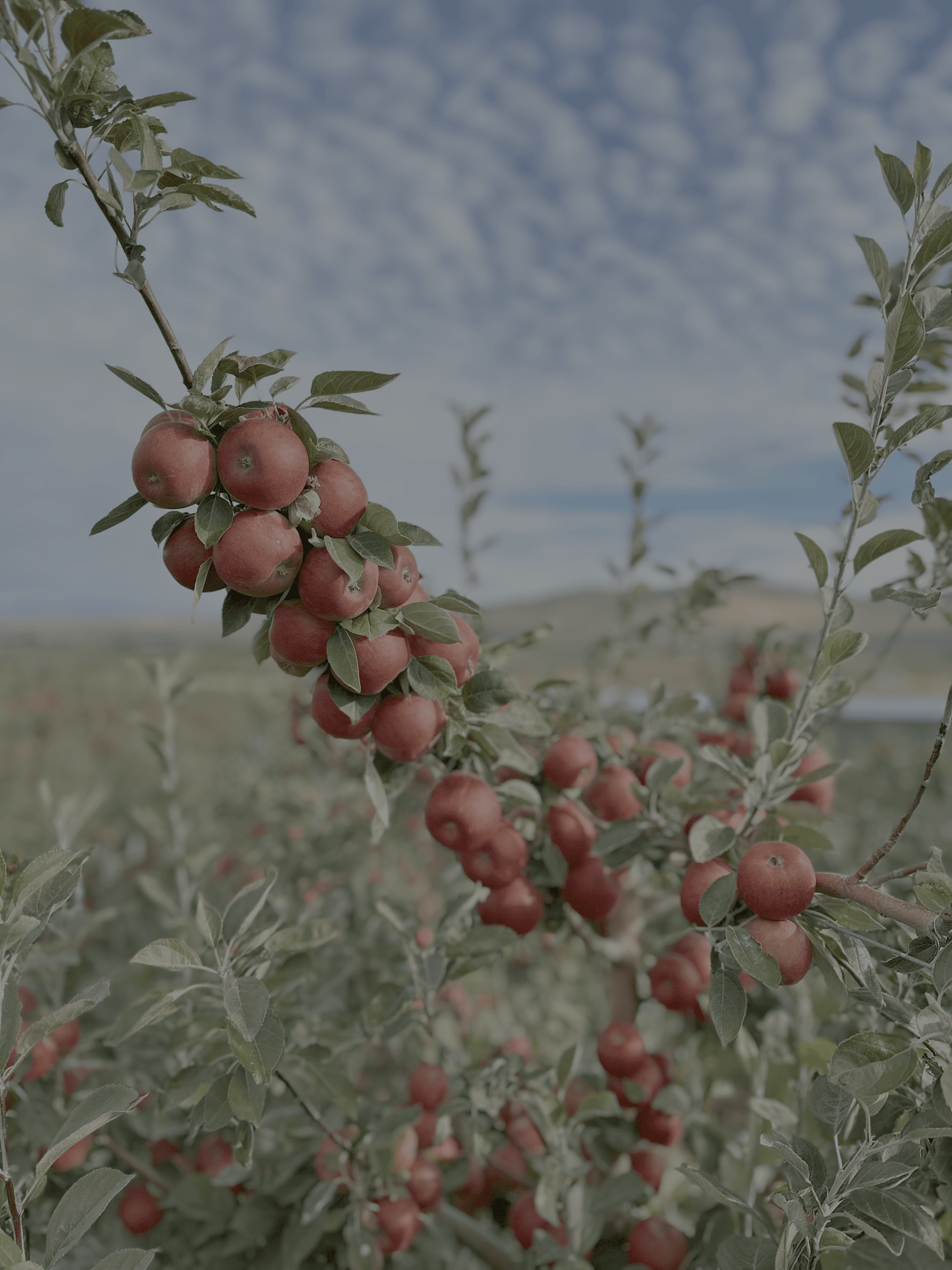 Inside a 3,000-Tree Orchard: Ellensburg Orchard Tour & Craft Cider Insight photo 1