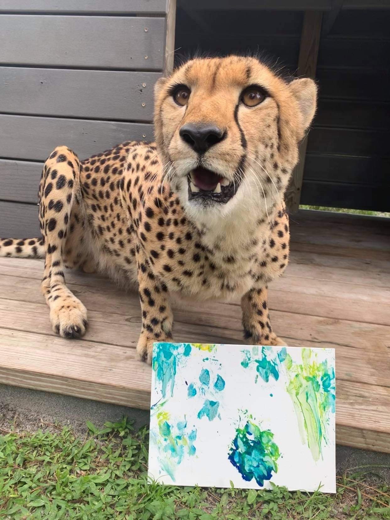 Cheetah posing on wooden porch with painted canvas outdoors