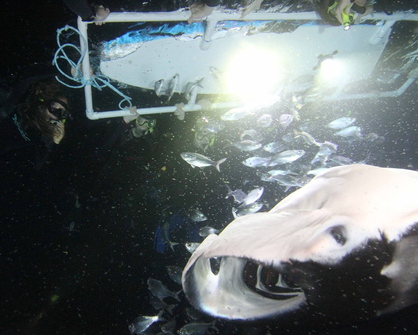 Luxury Manta Night Snorkel on Kona's Volcanic Coast photo 1