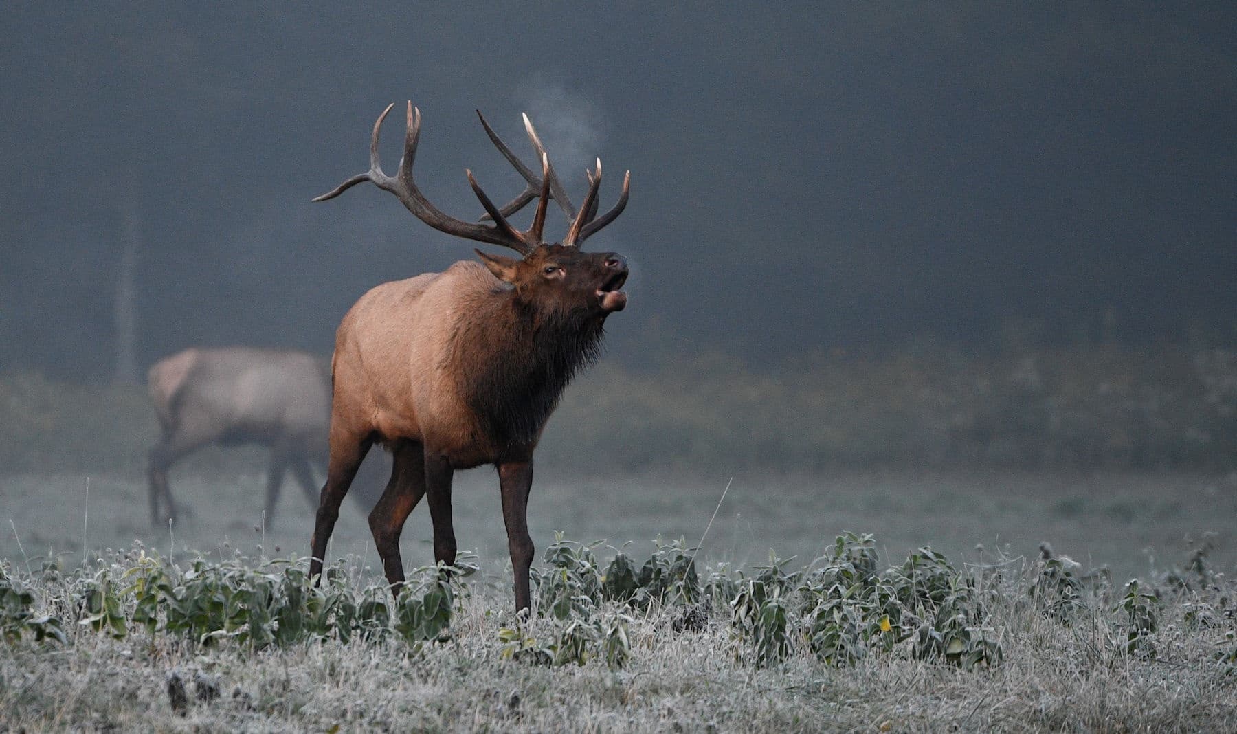 Elk Rut Photography Workshop in Pennsylvania Wildlife