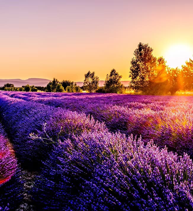 Provence Lavender Fields & L'Occitane Tour with Maison Chambellan