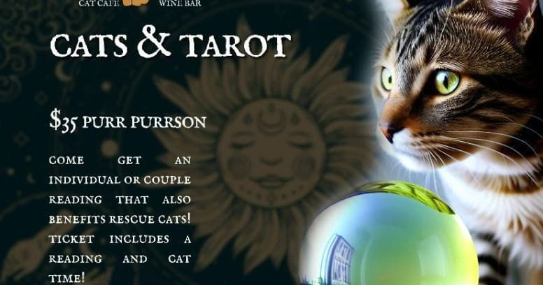 Wildlife & Indoor Adventures at Mount Purrnon Cat Cafe and Wine Bar