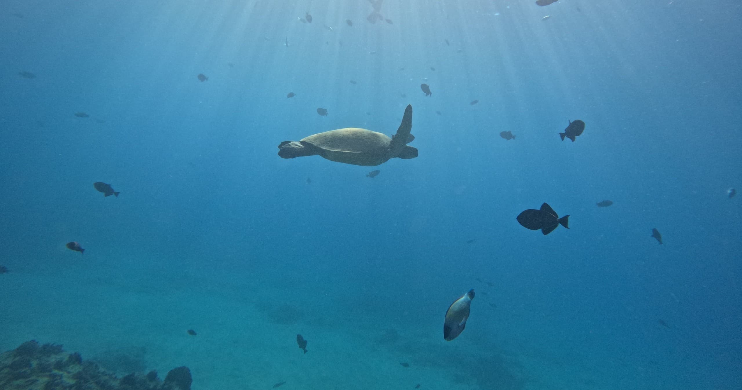 Waikiki Turtle Canyon Snorkel: Guaranteed Turtle Sightings & Diamond Head Views photo 3
