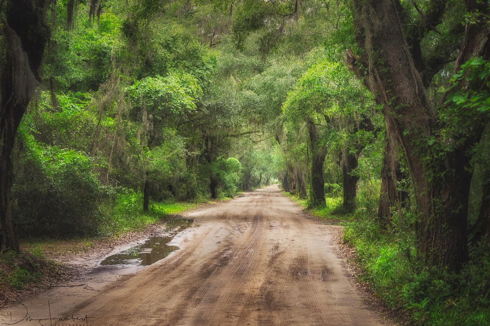 Shaded dirt forest road through live oaks for scenic drives