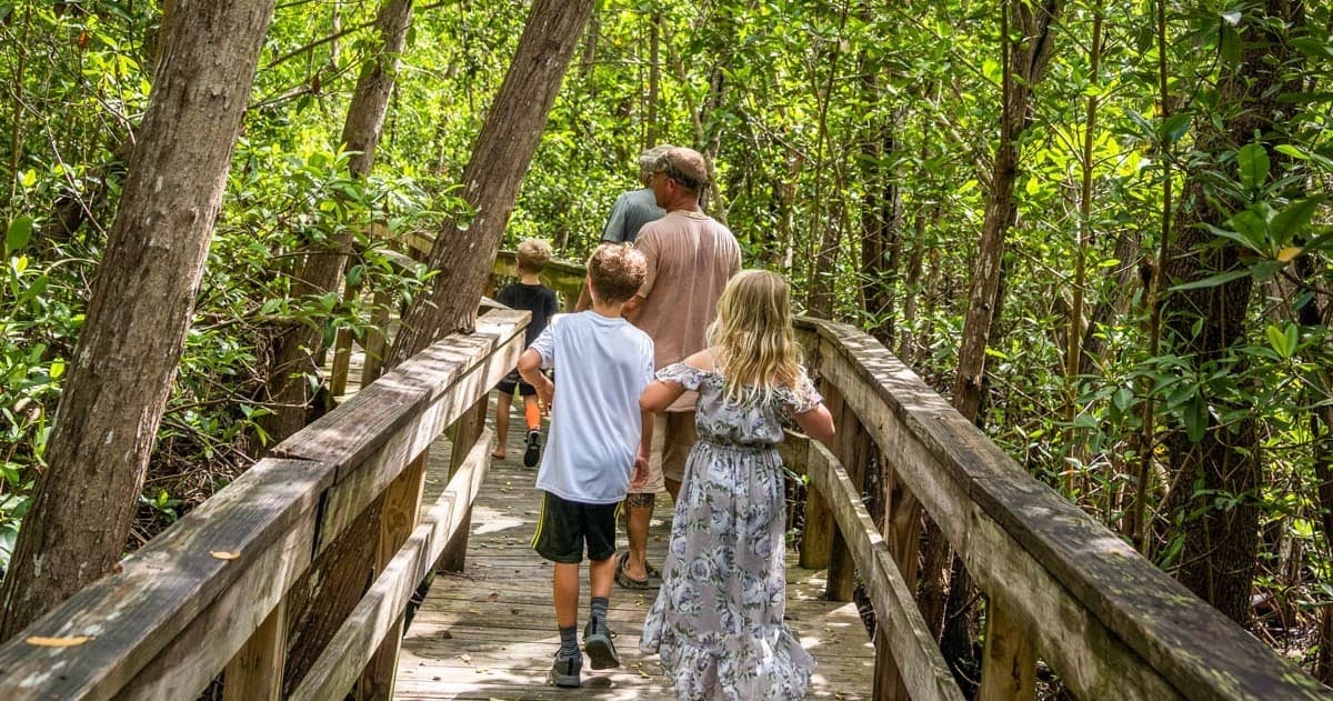 Explore the Mangrove Boardwalk in Everglades City, FL