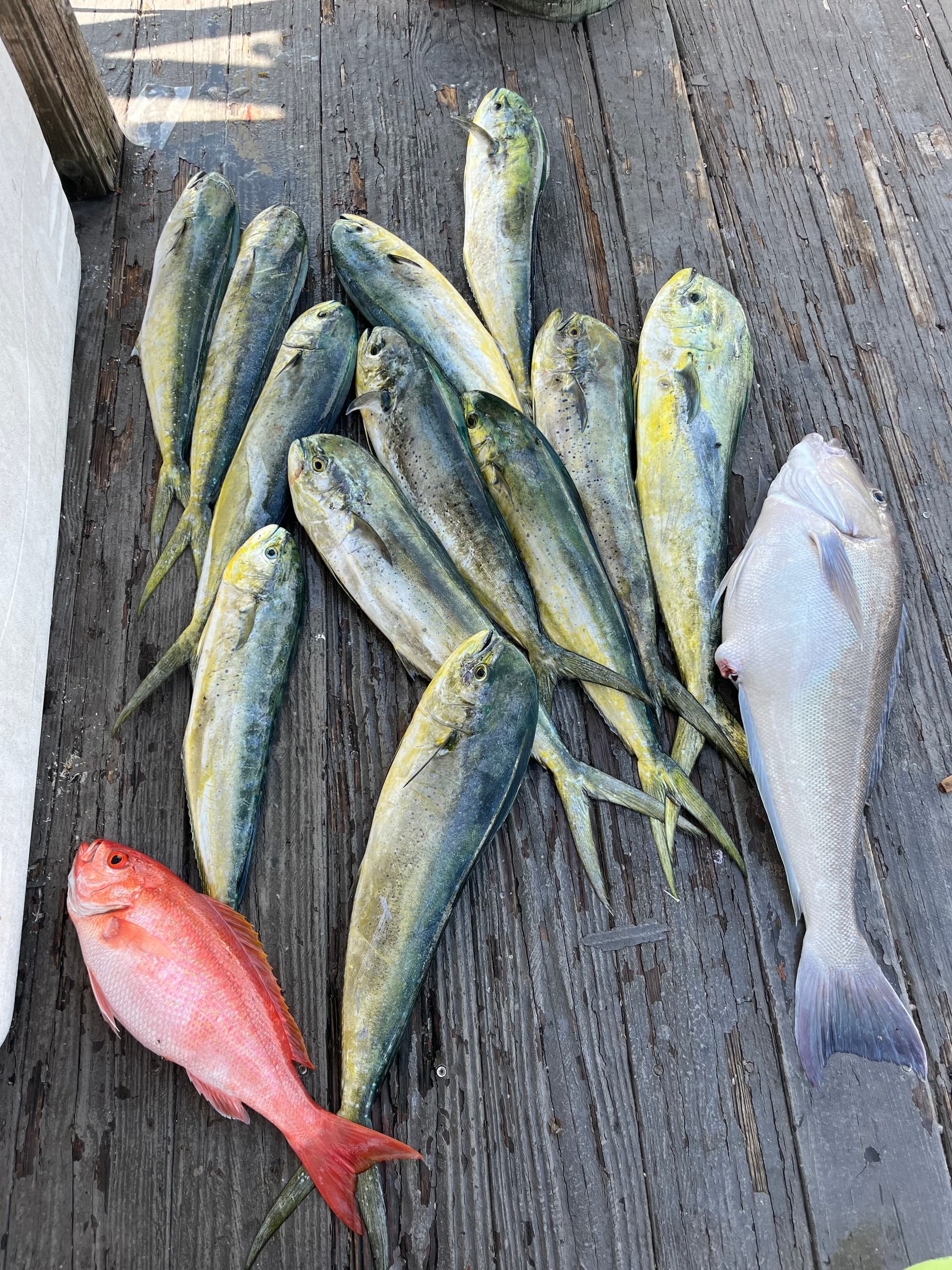 Offshore Fishing with Snap Em Up Charters in Islamorada