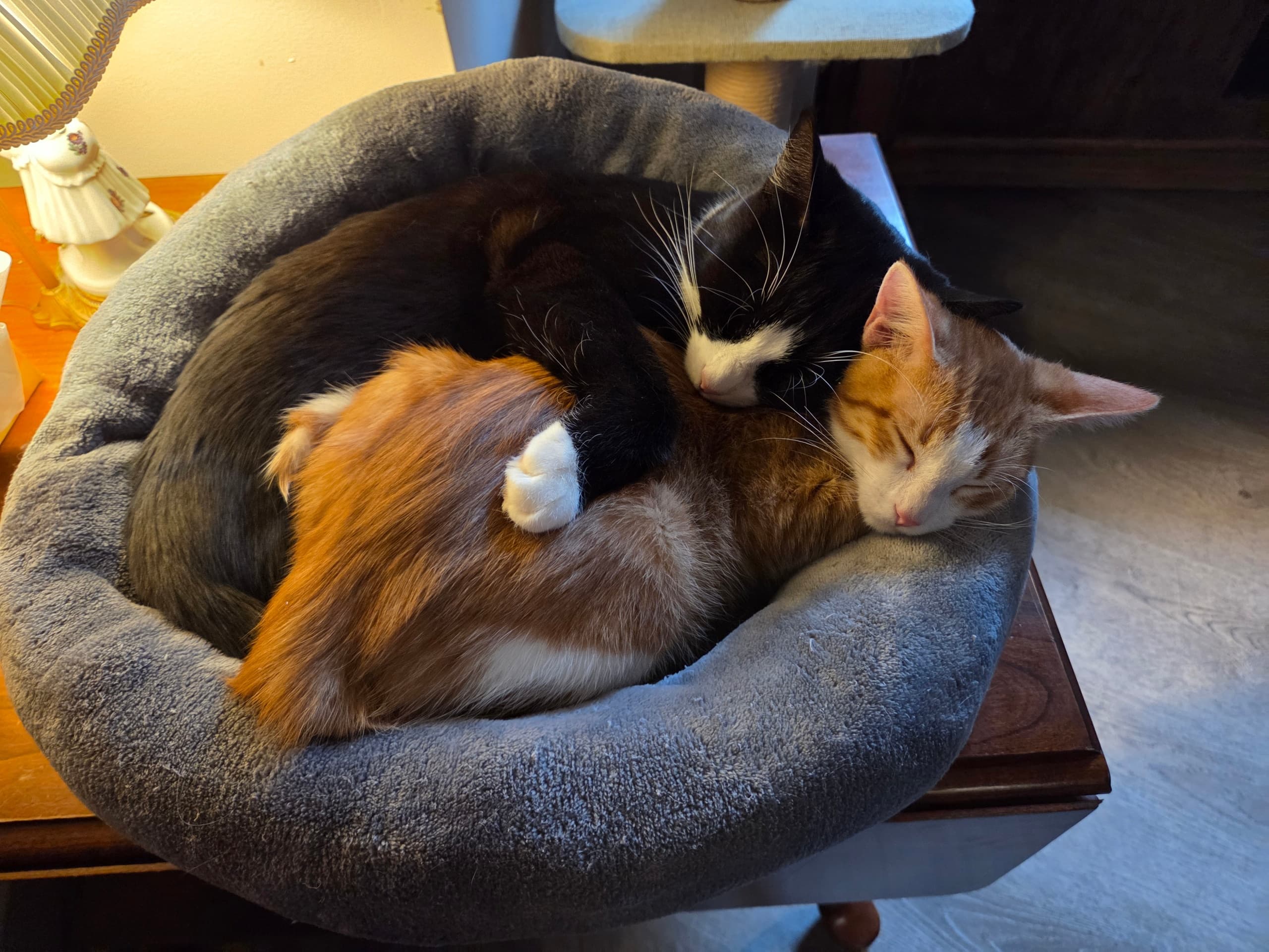 valentines-candlelight-cats-and-cocoa-lowell