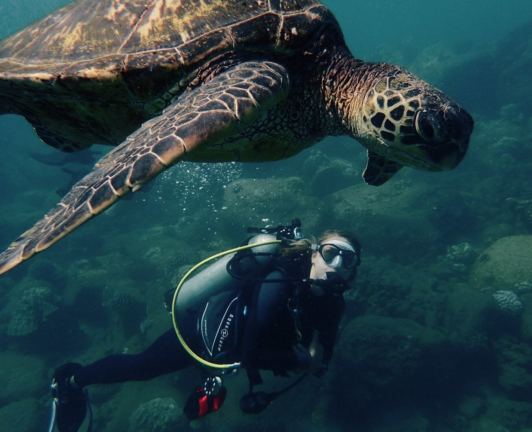 Sea turtle swimming near diver in Kauai crystal waters