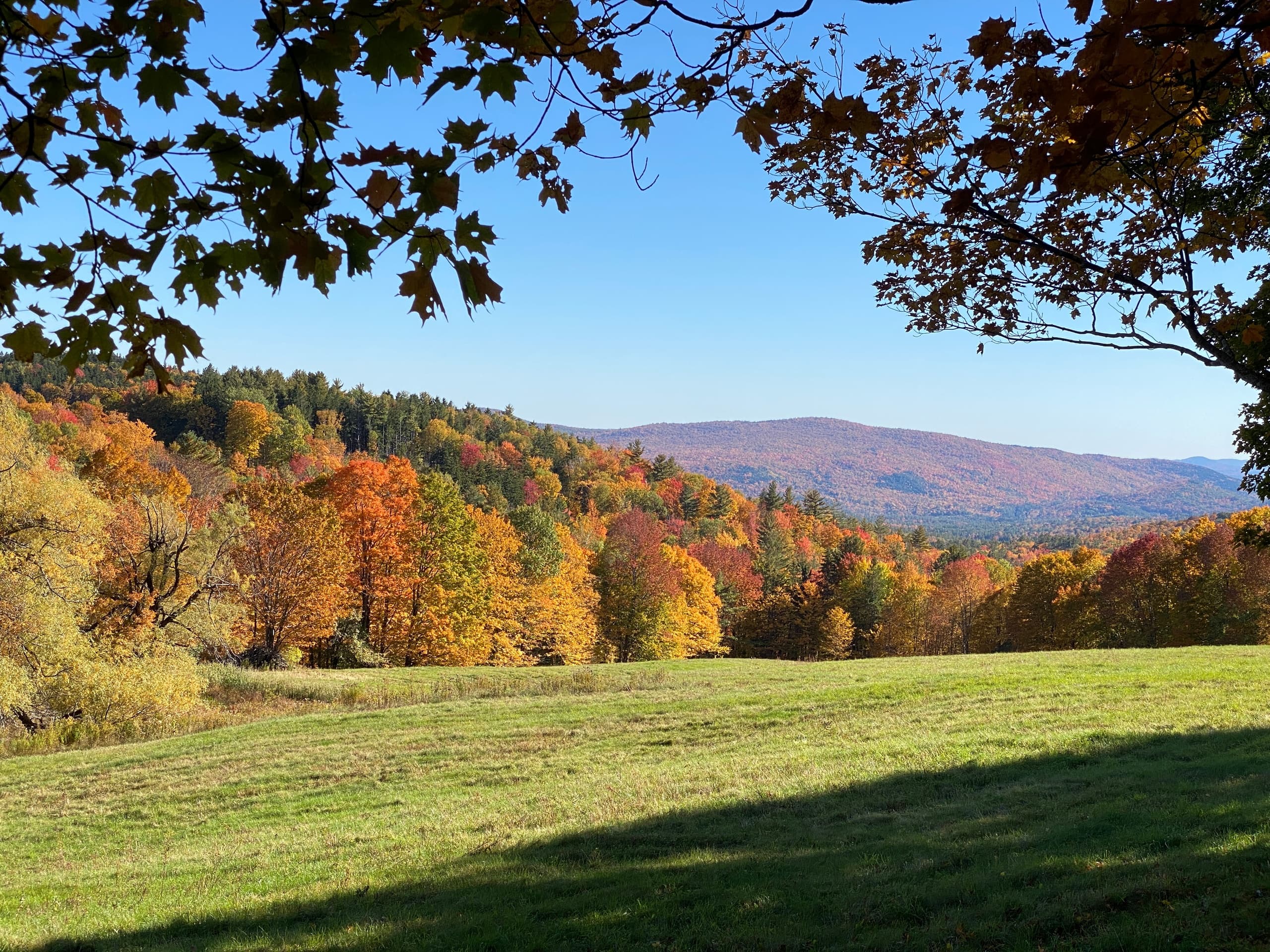 Autumn hillside vista framed by maple branches, Vermont fall drive