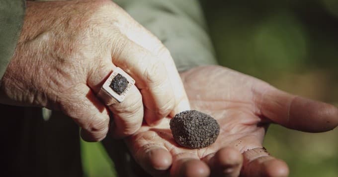 Tuscan Truffle Hunting with Farm Experiences & Tours