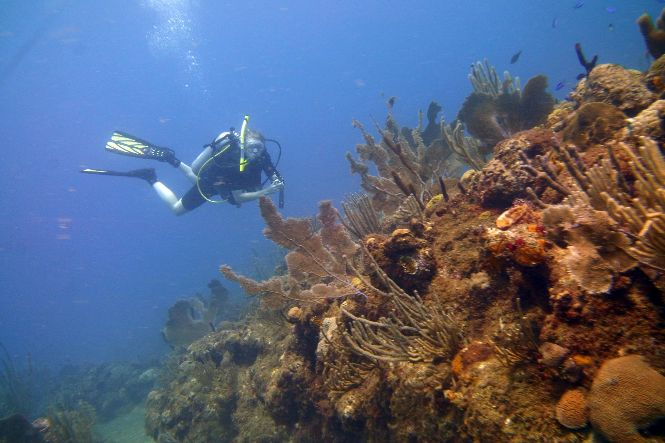 Guided Shore Dive in Rincón, Puerto Rico