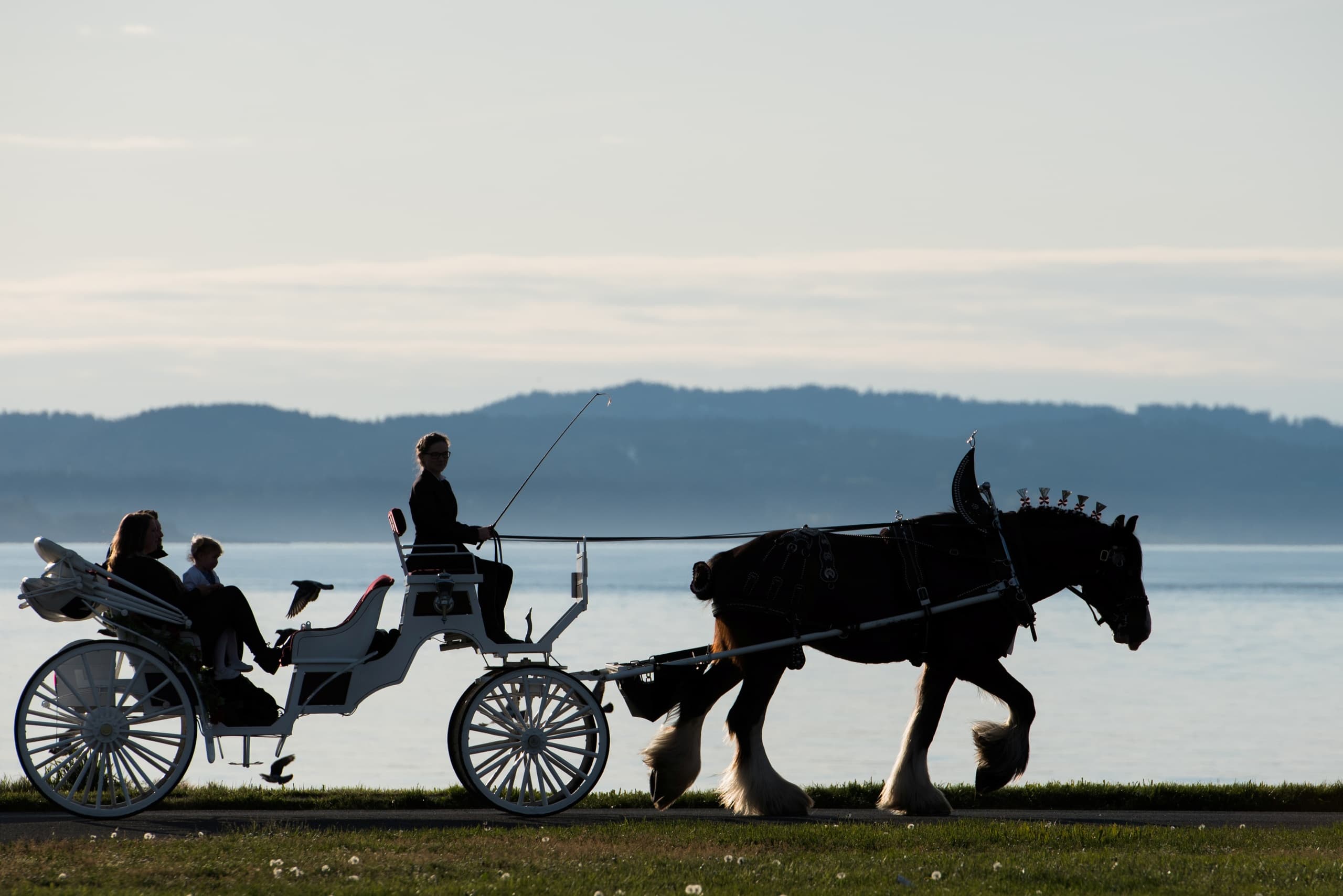 Salish Sea Carriage Ride with Tally-Ho Carriage Tours