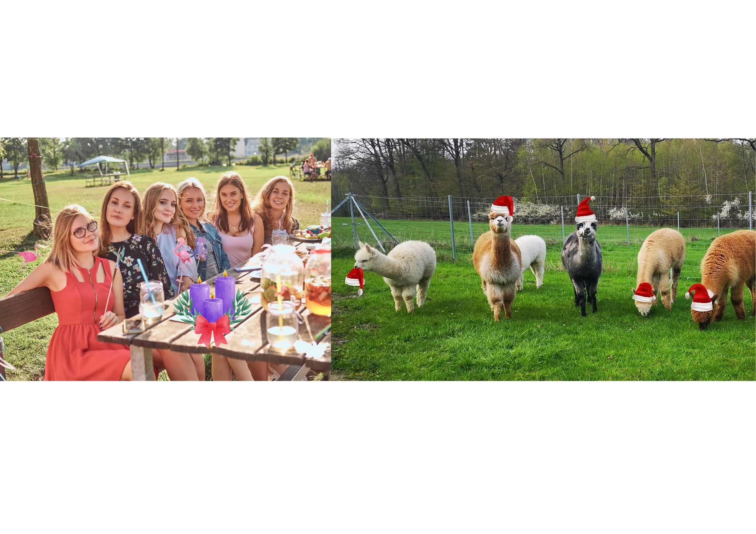 Outdoor Celebrations with Alpacas at Teuto-Alpakas