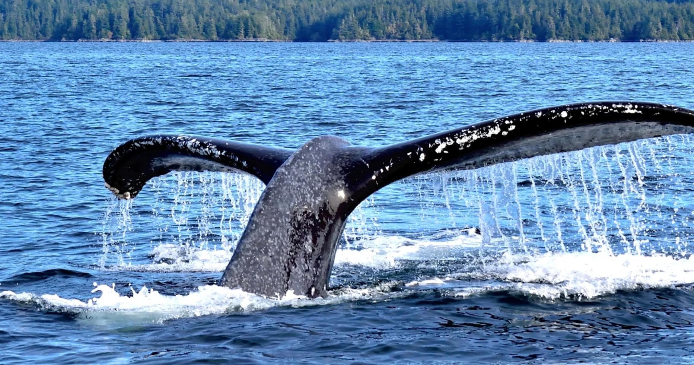 Humpback whale tail flukes breaching in open ocean