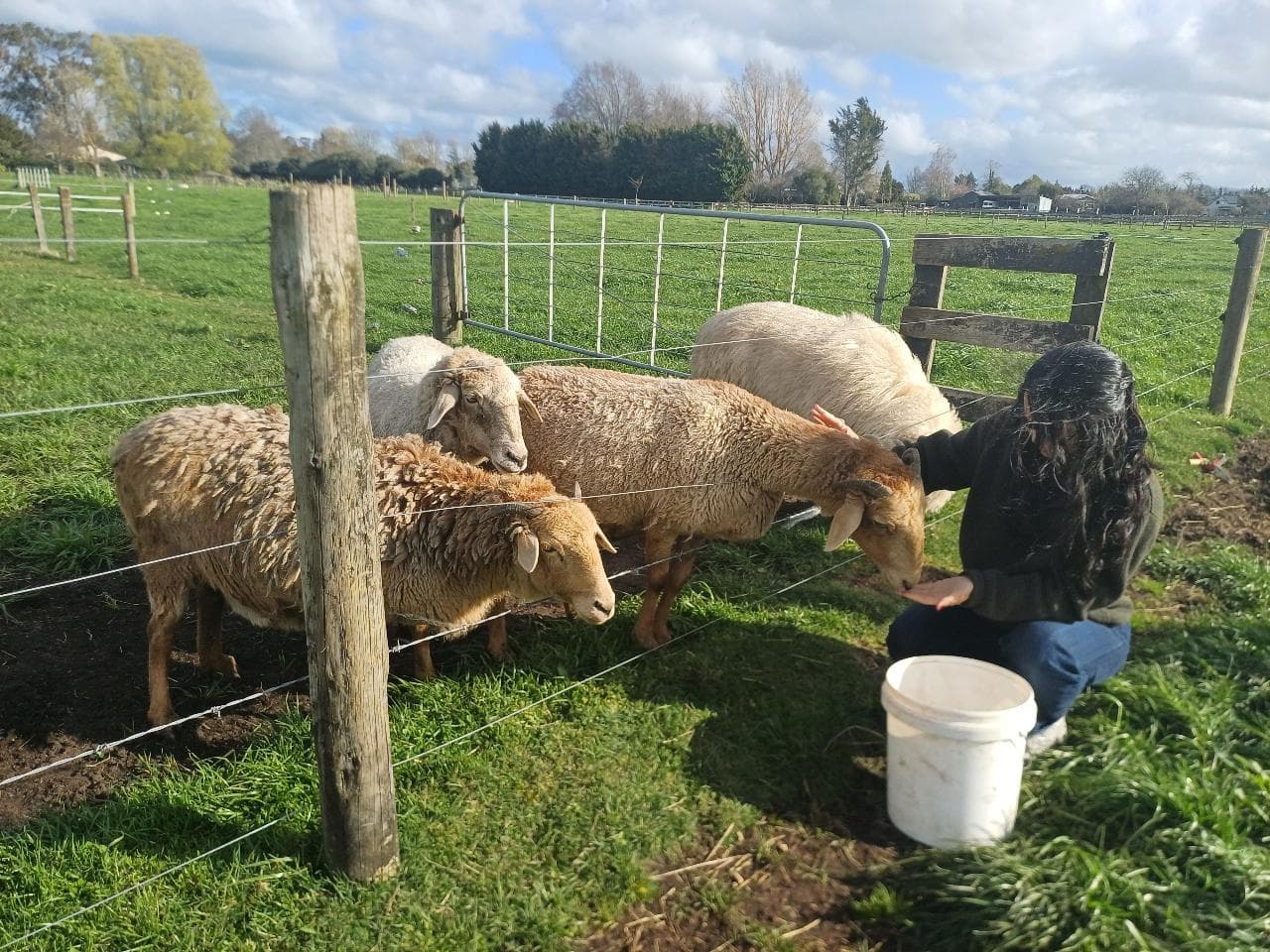 Ralph Ranch Walk & Look Farm Tour: Highland Cows & Valais Blacknose Sheep Near Hamilton photo 2